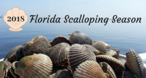 Scalloping Season