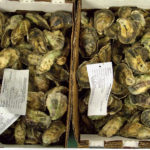 Florida-Apalachicola-Bay-oysters
