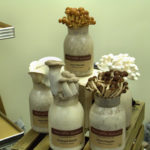 Mushroom-Display-Mycopia