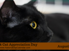 black cat