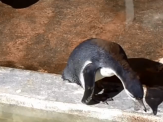 penguin