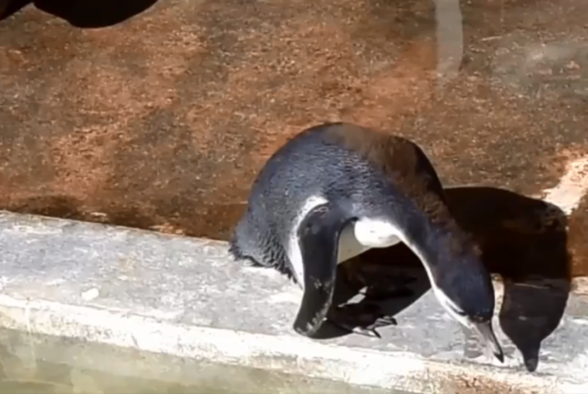penguin
