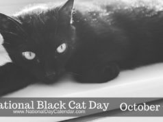 black cat
