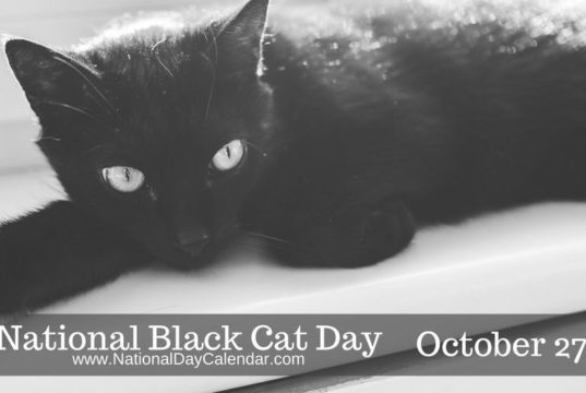 black cat