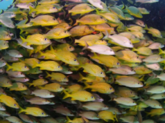 Coral reefs