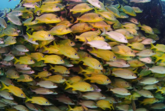 Coral reefs