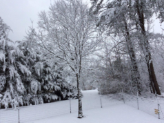 polar vortex