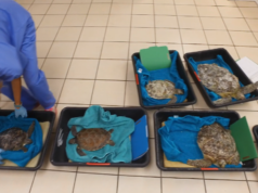 sea turtles