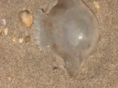 jellyfish