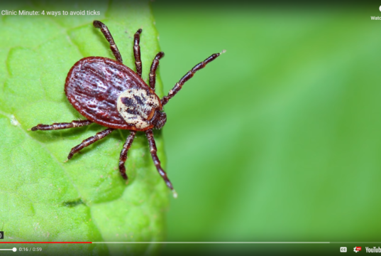 ticks