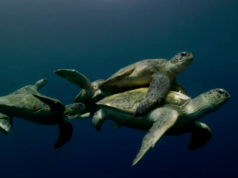 mating