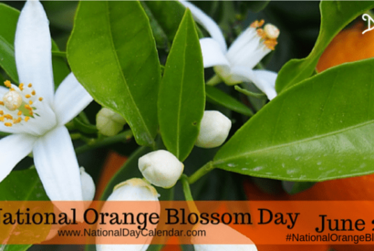 orange blossoms