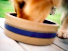 dog food
