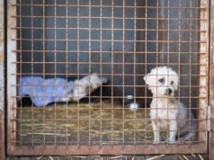 kennel