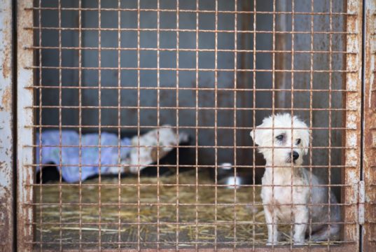 kennel