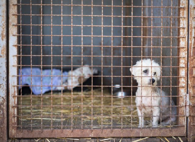 A dog in an animal shelter, waiting for a home kennel