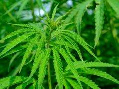 hemp