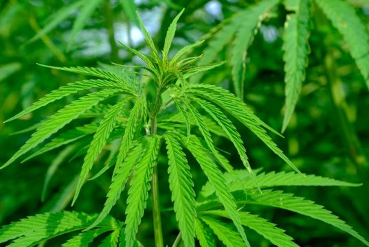 hemp