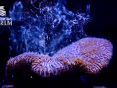 Atlantic coral
