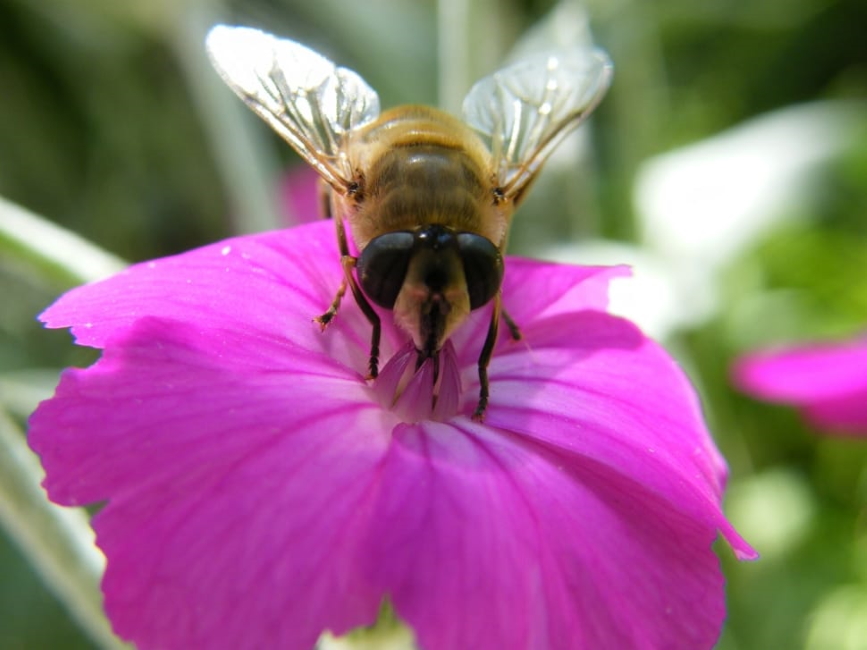 peakpx/bee-spring-pollination-wallpaper-preview - South Florida Reporter