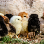 chicks
