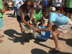 ridley sea turtle