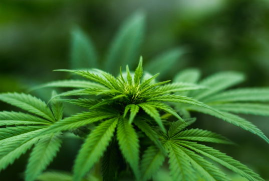 cannabis stock
