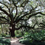 FABULOUSWashingtonOaks625X416