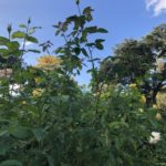 WOGrosegarden_med