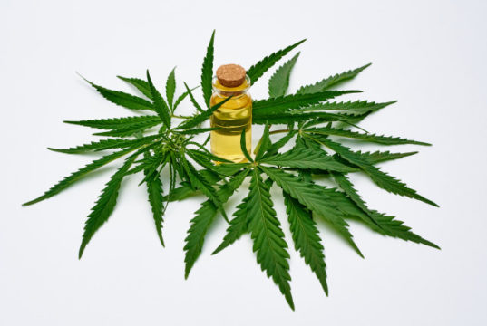 https://www.freepik.com/premium-photo/cannabis-oil-extract-cannabis-leaves-white-space_9241552.htm#page=1&query=hemp&position=17