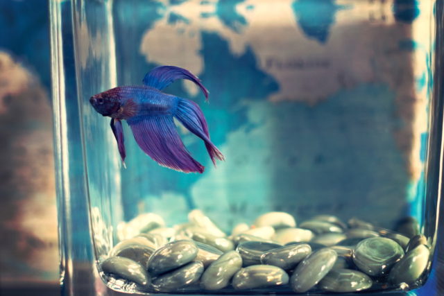 Tim Mossholder on Unsplash/selective-focis-photo-of-blue-betta-fish https://unsplash.com/photos/Rb8s0sb2kew