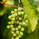 Newton Vinyard Grapes