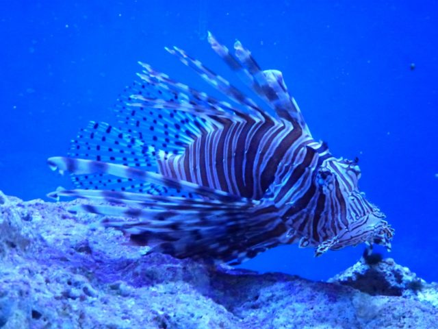 https://pixabay.com/photos/lionfish-key-largo-317305/