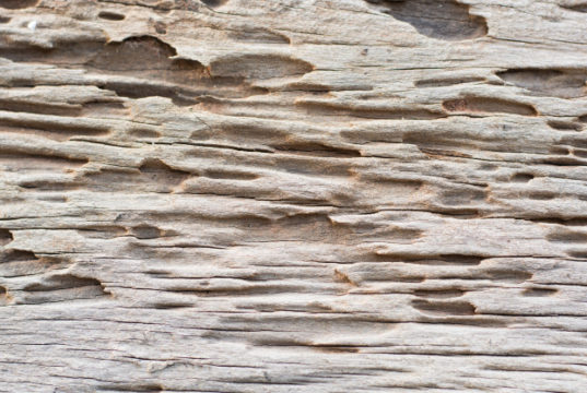 https://www.freepik.com/premium-photo/traces-termites-eat-wood_4722031.htm#page=2&query=pest+control++termite+control&position=17