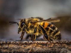 https://www.pexels.com/photo/honey-bee-on-wood-1035224/