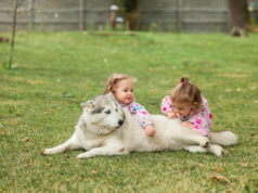 https://www.freepik.com/free-photo/two-little-baby-girsl-playing-with-dog-against-green-grass-park_9481708.htm