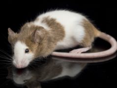 https://www.freepik.com/premium-photo/close-up-brown-white-mouse_10123705.htm
