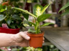 https://www.freepik.com/free-photo/close-up-hand-holding-elegant-plant_7401860.htm#page=2&query=growing+plants&position=49