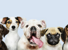https://www.freepik.com/free-photo/group-portrait-adorable-puppies_3532149.htm#page=1&query=pet%20dog&position=1