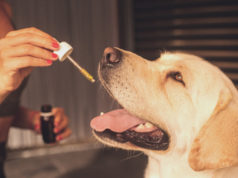 https://pixabay.com/photos/cbd-oil-dog-pet-hemp-oil-labrador-5441197/