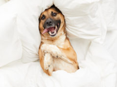 https://www.freepik.com/premium-photo/happy-dog-lying-comfortable-bed_8717445.htm#page=1&query=house%20pets&position=28