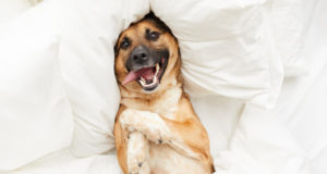https://www.freepik.com/premium-photo/happy-dog-lying-comfortable-bed_8717445.htm#page=1&query=house%20pets&position=28