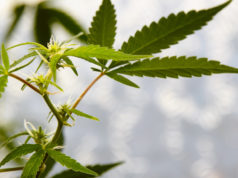 https://www.freepik.com/premium-photo/photo-cones-marijuana-plants-weed-cannabis_5439229.htm#page=1&query=terpenes&position=0