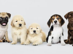 https://www.freepik.com/free-psd/group-portrait-five-adorable-puppies_3730859.htm#page=1&query=puppies&position=23