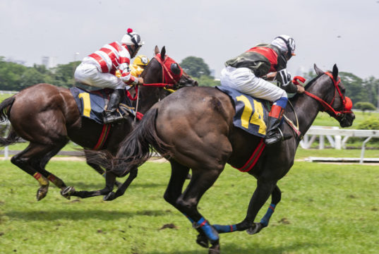 https://www.freepik.com/premium-photo/race-hose_3849972.htm#page=6&query=horse+race&position=32