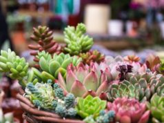 https://www.freepik.com/free-photo/rectangular-arrangement-succulents-cactus-succulents-planter_1175727.htm#page=1&query=SUCCULENTS&position=18