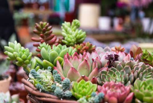 https://www.freepik.com/free-photo/rectangular-arrangement-succulents-cactus-succulents-planter_1175727.htm#page=1&query=SUCCULENTS&position=18
