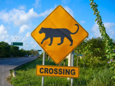 https://www.freepik.com/premium-photo/road-sign-panther-jaguar-crossing-mexico_3964359.htm#query=panther%20crossing&position=8