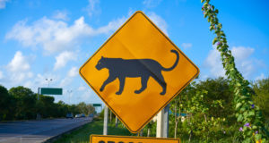 https://www.freepik.com/premium-photo/road-sign-panther-jaguar-crossing-mexico_3964359.htm#query=panther%20crossing&position=8