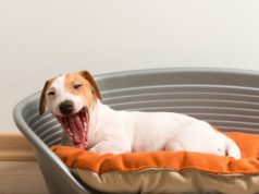 https://www.freepik.com/free-photo/yawn-jack-russell-terrier-lying-dog-bed_1154148.htm#page=1&query=dog%20bed&position=17